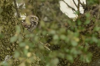 Sycek obecny - Athene noctua - Little Owl 4481